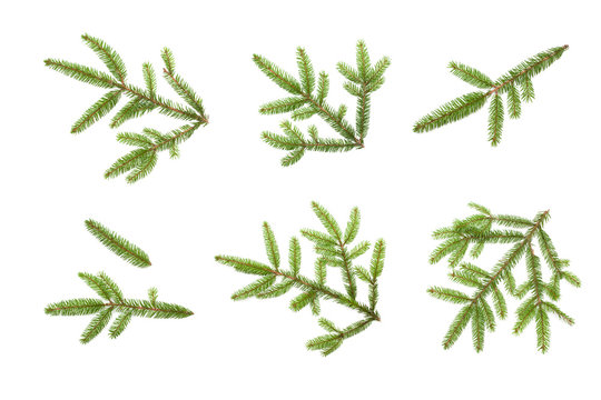 Set of Nature fresh green fir tree branches