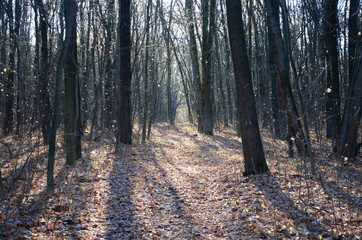 Obraz premium road in the forest