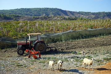 Tractor and goats