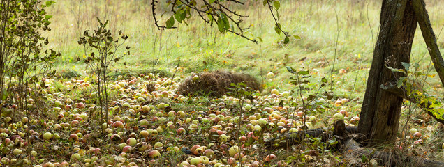 Lying in a large amount of apples in the grass under the apple tree - panorama
