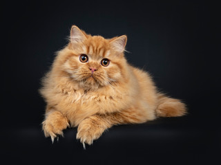 Obraz premium Gorgeous red British Longhair cat kitten laying down with front paws over edge, looking to camera with orange eyes. Isolated on black background.