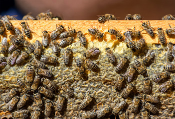 close up of bees on honeycomb in apiary