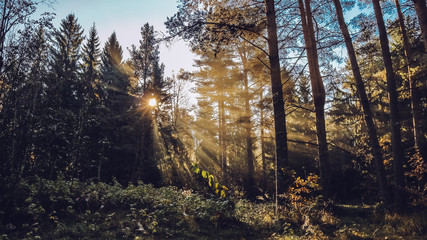 Autumn forest with beatiful falling sun rays in Saint Petersburg province Otradnoe