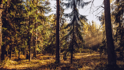 Autumn forest with beatiful falling sun rays in Saint Petersburg province Otradnoe