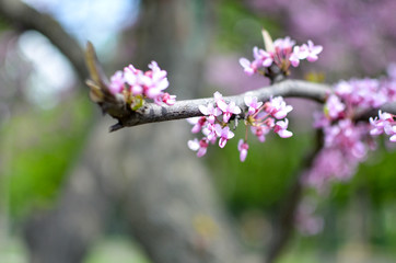 Purple Spring Blossom. Cercis Canadensis or Eastern Redbud