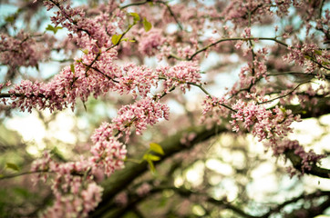 Purple Spring Blossom. Cercis Canadensis or Eastern Redbud