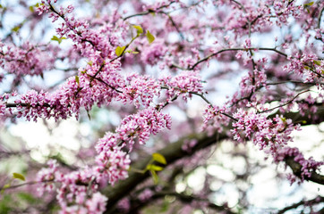 Purple Spring Blossom. Cercis Canadensis or Eastern Redbud
