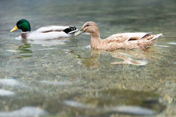 Ente am Königsee