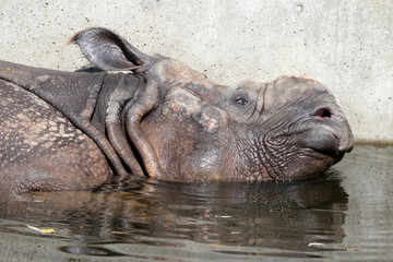 Naklejka premium ANIMALS_8586_Indian_ Indian rhinoceros
