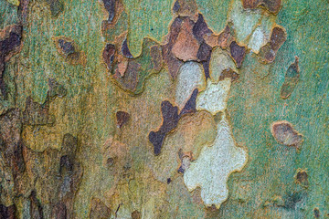 Bark wooden texture.Wood  platanus Backgroud. Copy space