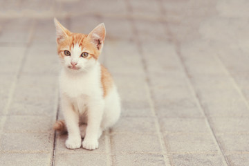 little kitty sitting on a pavement looking ahead