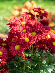 Chrysanthème d'hivers (Chrysanthemum grandiflorum) velours rouge