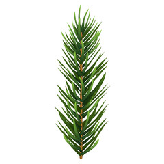 One single realistic spruce or pine branch leaf. Vector illustration.