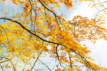 Bäume mit buntem Herbstlaub