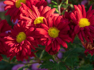 Chrysanthème d'hivers (Chrysanthemum grandiflorum) velours rouge