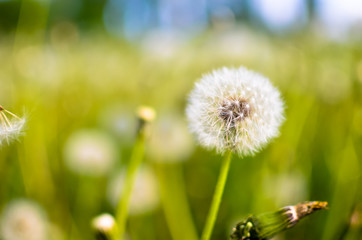Dandelion seed outdoors in white and green colors