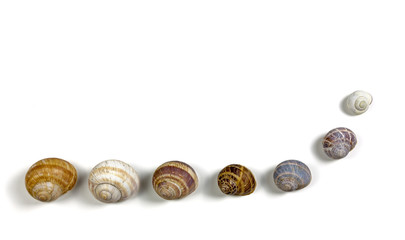 Seven Isolated Snail Shells