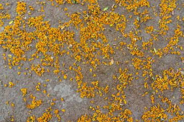 Yellow flowers and leaves on floor