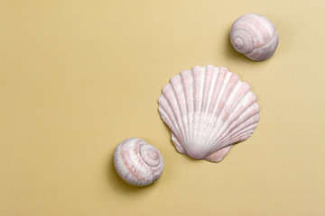 Three Seashells on a Sand Colored Background