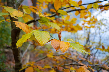 Obraz premium buntes Herbstlaub