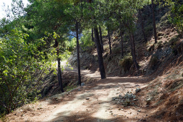 Fototapeta premium Dirt road