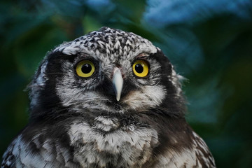 portrait of an hawk owl