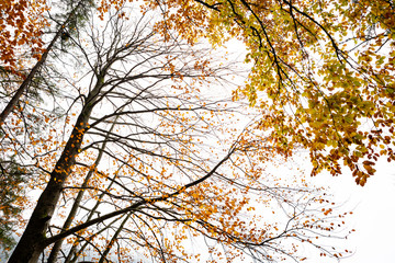 Baumkronen mit gelbem Laub im Herbst