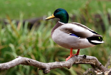 duck