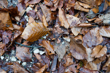 welkes Herbstlaub am Boden