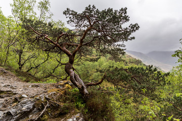 Scottsh woods
