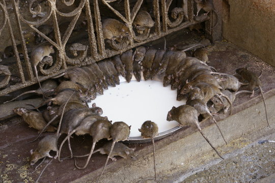 rats in Deshnok