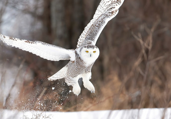 Snowy owl (Bubo scandiacus) taking off hunting over a snow covered field in Ottawa, Canada