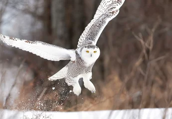 Acrylic prints Snowy owl Snowy owl (Bubo scandiacus) taking off hunting over a snow covered field in Ottawa, Canada