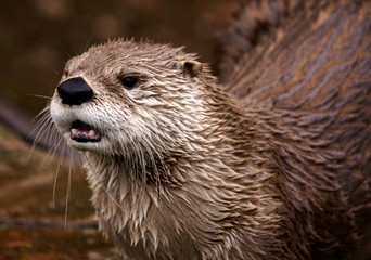 Otter