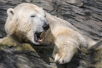 Polar bear
