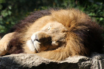 TIERE_8608_Loewe