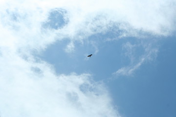 A kite in the sunny sky.