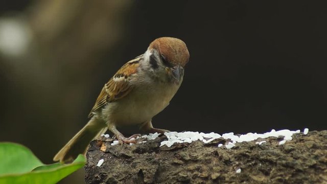 Philippine Maya Bird or Eurasian Tree Sparrow or Passer montanus perching on a tree branch feeding on rice grains