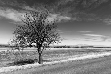 Asphalt road in barren landscape with trees on sunny autumn day. Black and white image.