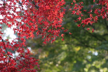 逆光の紅葉・モミジ