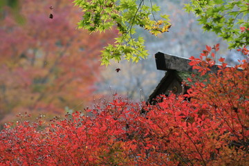 逆光の紅葉・モミジ