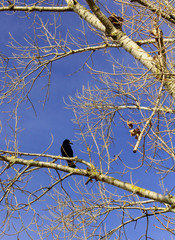 Autumn time - lonely crow sitting on a bare tree branch, blue sky as background