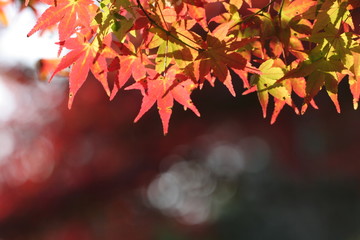 逆光の紅葉・モミジ