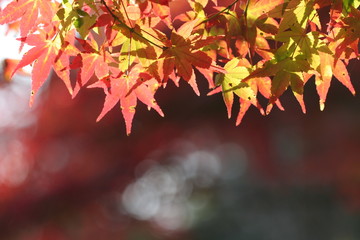 逆光の紅葉・モミジ