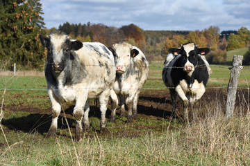 agriculture vache betail elevage viande lait animaux agricole