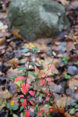 baby covert in autumn