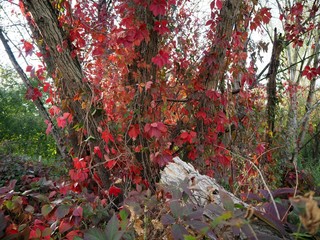Red colored autumn leaves