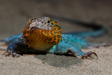 Lizard