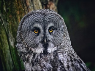 portrait of an owl