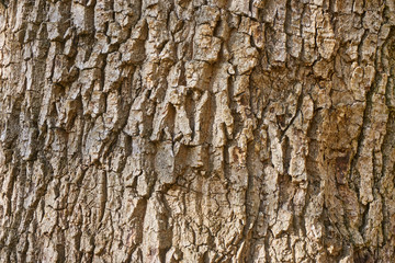 The cracked bark of an old tree in places covered with moss, like the original natural texture for the background. Natural tree bark with hues of brown yellow-green nature concept for design